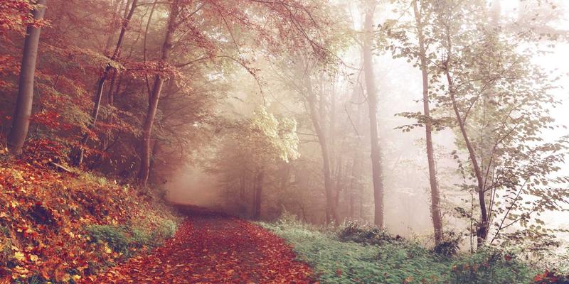 WTO800 vs ISO9001：物流与清关企业的认证体系抉择指南