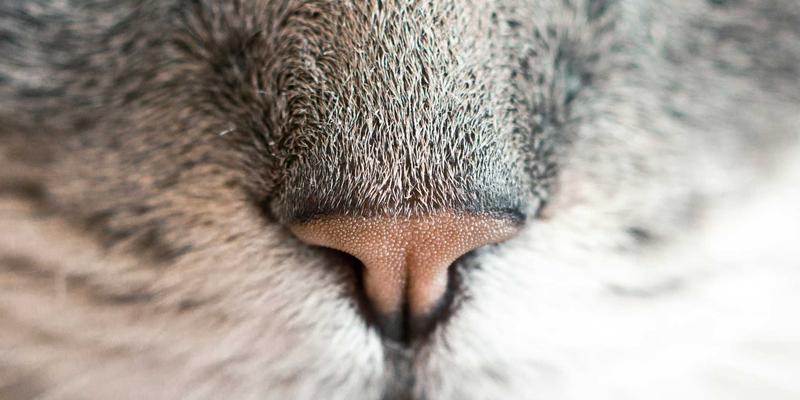 破局数字贸易新壁垒：跨境电商VAT合规与海关数据实操全解析