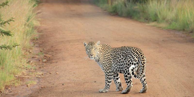 自贸区政策如何重塑国际贸易格局？基于国际物流与供应链管理的实证分析
